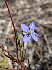 Heliophila linearis linearis