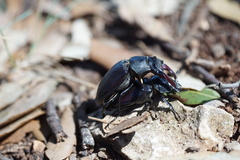 Lucanus cervus cervus