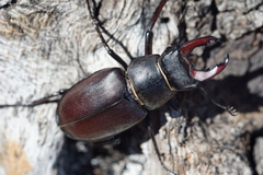 Lucanus cervus cervus