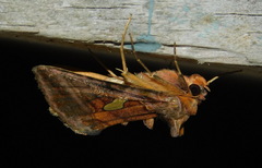 Autographa excelsa