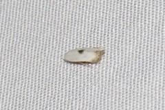 Pseudopostega quadristrigella