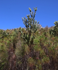 Protea lacticolor