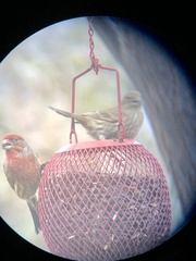 Haemorhous mexicanus