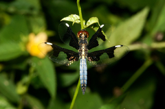 Palpopleura