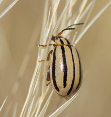 Kuschelina nigrovittata