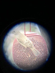 Haemorhous mexicanus