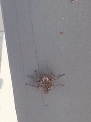 Chalcophora virginiensis