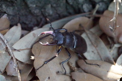Lucanus cervus cervus