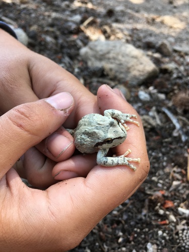 iNaturalist observation photo of Pacific chorus frog