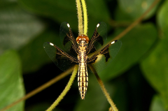 Palpopleura