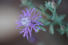 Centaurea spinosociliata