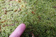 Rosulabryum subtomentosum