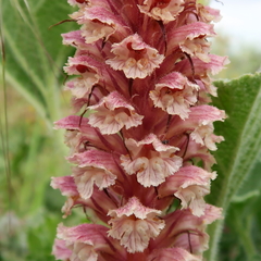 Orobanche amethystea