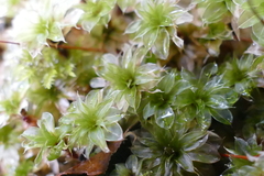 Rosulabryum subtomentosum