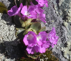 Primula villosa