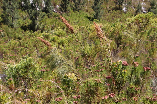 Image of Cannomois grandis by (c) Tony Rebelo, some rights reserved (CC BY-SA)