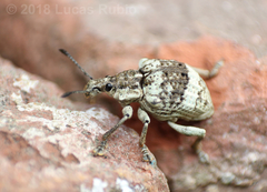 Polyteles guerini