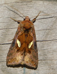 Autographa excelsa