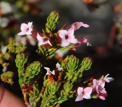 Erica walkeria