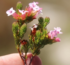 Erica walkeria