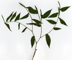 Humbertochloa bambusiuscula