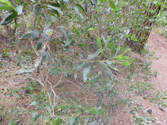 Acacia longifolia sophorae
