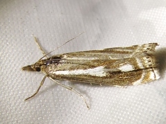 Crambus heringiellus