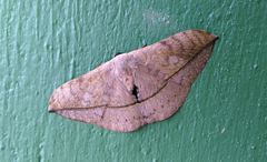 Eupterotinae