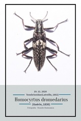 Homocyrtus dromedarius