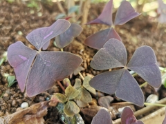 Oxalis triangularis