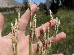 Poa stebbinsii