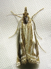 Crambus heringiellus