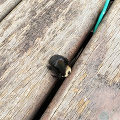 Xylocopa grisescens