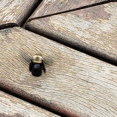 Xylocopa grisescens