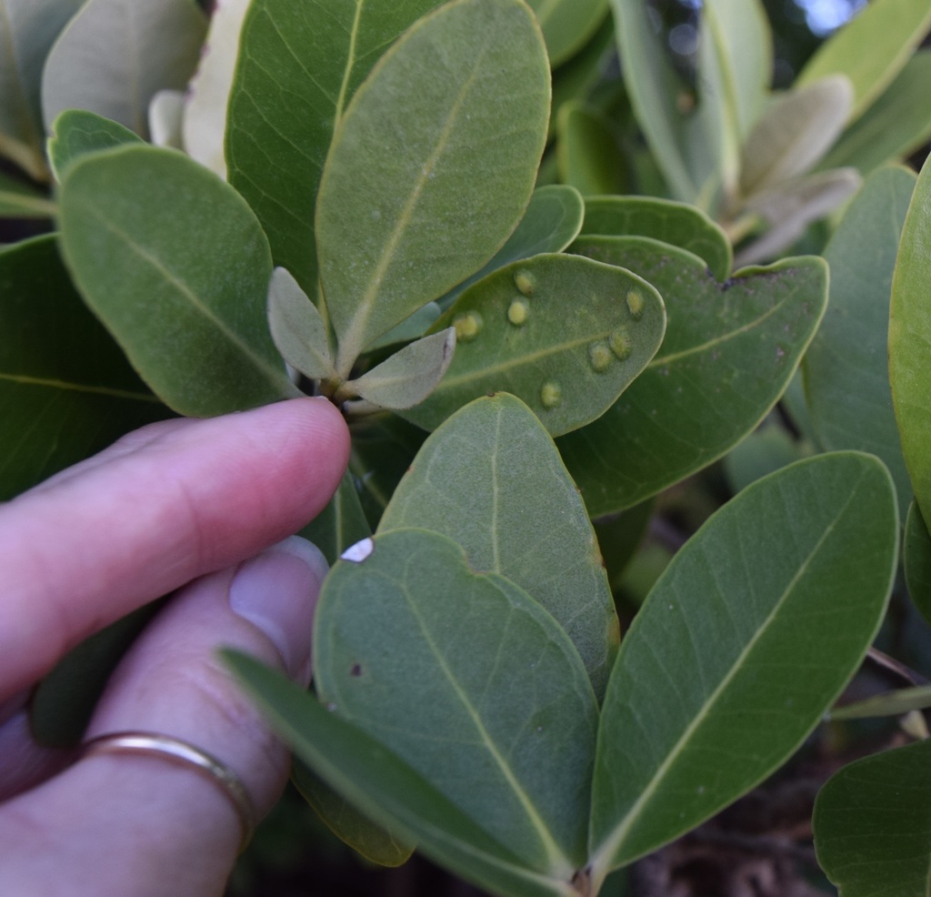 Cecidomyia avicenniae