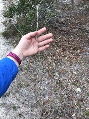 Andropogon capillipes
