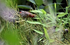 Haemorhous mexicanus
