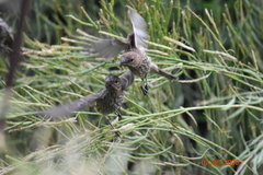 Haemorhous mexicanus