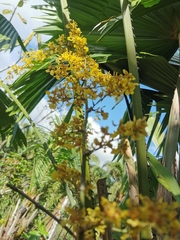 Oncidium sphacelatum