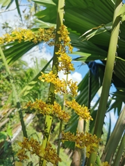 Oncidium sphacelatum