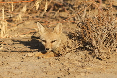 Vulpes vulpes pusilla