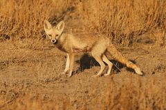 Vulpes vulpes pusilla