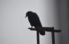 Corvus brachyrhynchos