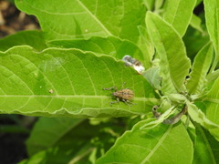 Naupactus versatilis