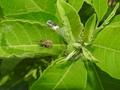 Naupactus versatilis