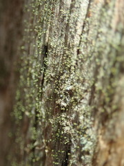 Chaenotheca chlorella