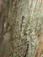 Chaenotheca chlorella