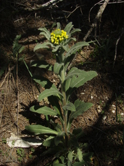 Fibigia eriocarpa