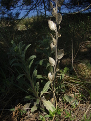 Fibigia eriocarpa