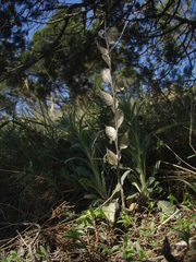 Fibigia eriocarpa